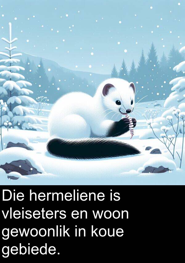 woon: Die hermeliene is vleiseters en woon gewoonlik in koue gebiede.