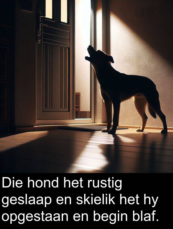 skielik: Die hond het rustig geslaap en skielik het hy opgestaan en begin blaf.
