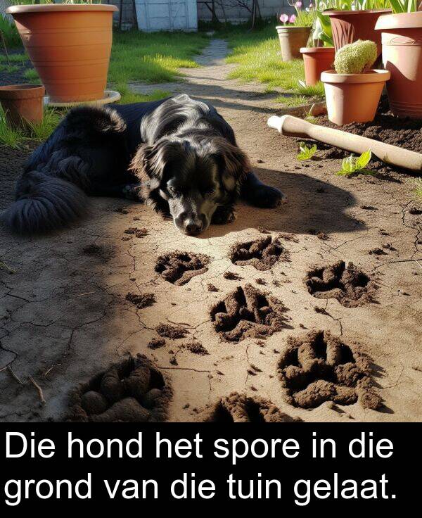 gelaat: Die hond het spore in die grond van die tuin gelaat.