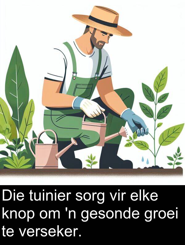 elke: Die tuinier sorg vir elke knop om 'n gesonde groei te verseker.