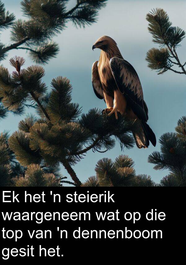 waargeneem: Ek het 'n steierik waargeneem wat op die top van 'n dennenboom gesit het.