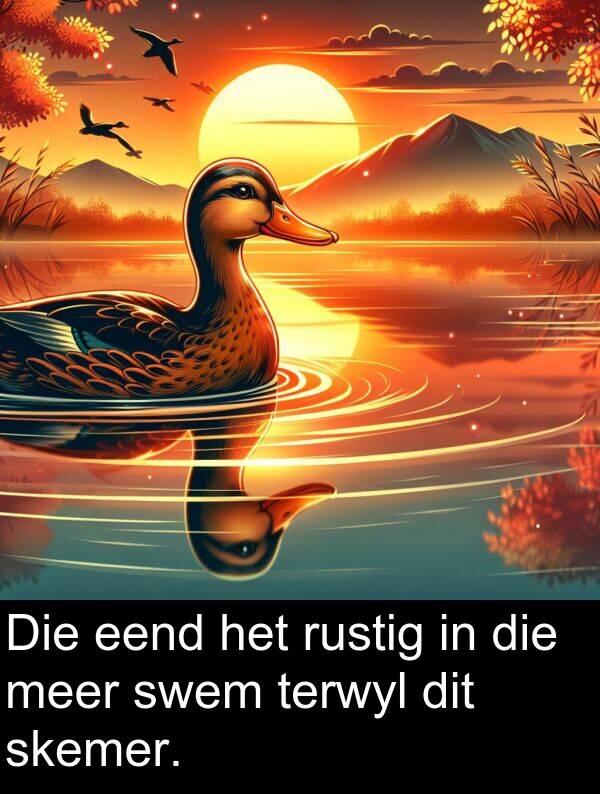 eend: Die eend het rustig in die meer swem terwyl dit skemer.