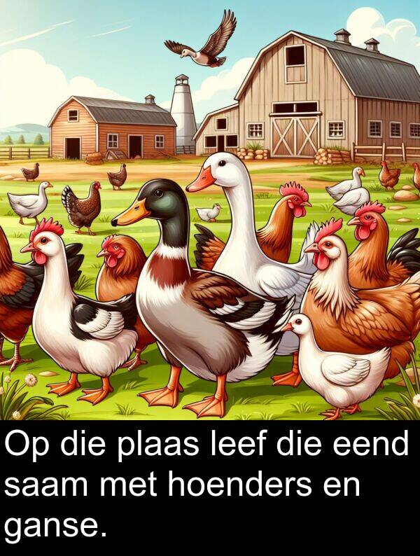 hoenders: Op die plaas leef die eend saam met hoenders en ganse.