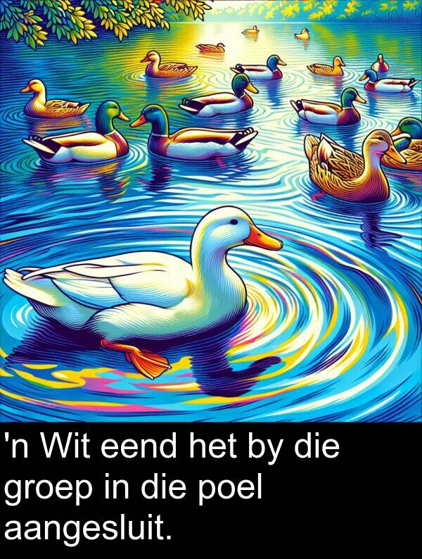 aangesluit: 'n Wit eend het by die groep in die poel aangesluit.