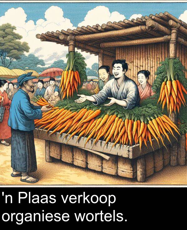 wortels: 'n Plaas verkoop organiese wortels.