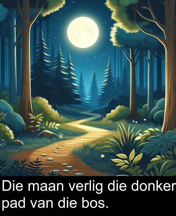 donker: Die maan verlig die donker pad van die bos.