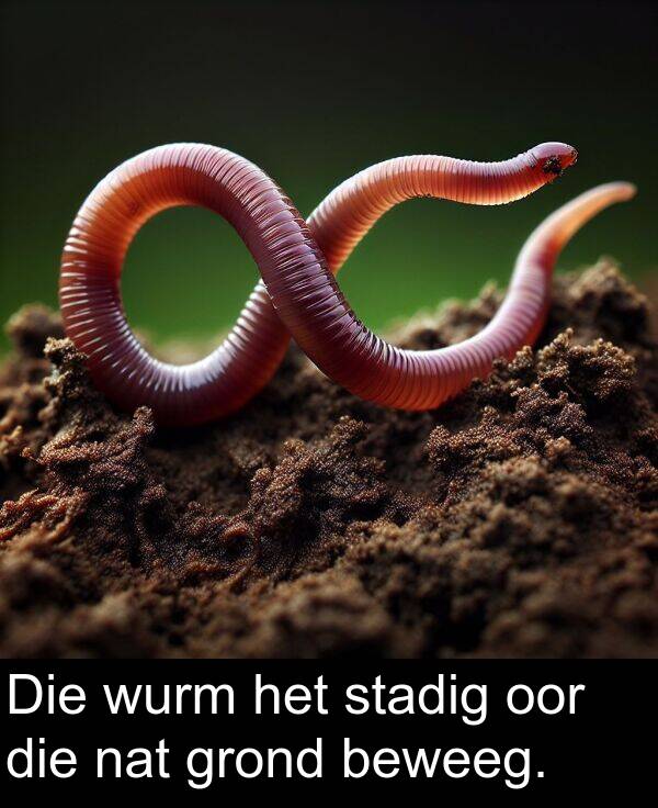 wurm: Die wurm het stadig oor die nat grond beweeg.