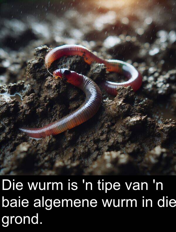 wurm: Die wurm is 'n tipe van 'n baie algemene wurm in die grond.