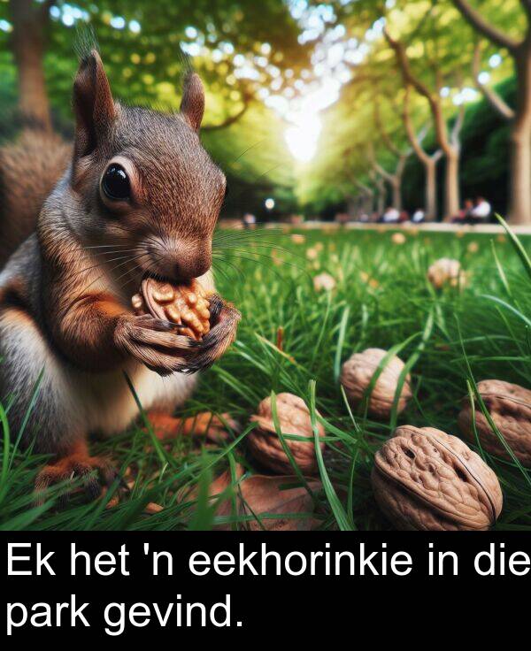 eekhorinkie: Ek het 'n eekhorinkie in die park gevind.