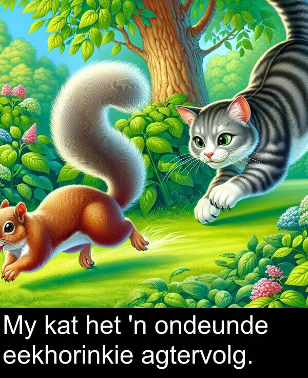eekhorinkie: My kat het 'n ondeunde eekhorinkie agtervolg.