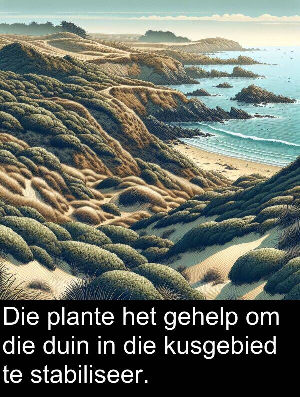 duin: Die plante het gehelp om die duin in die kusgebied te stabiliseer.