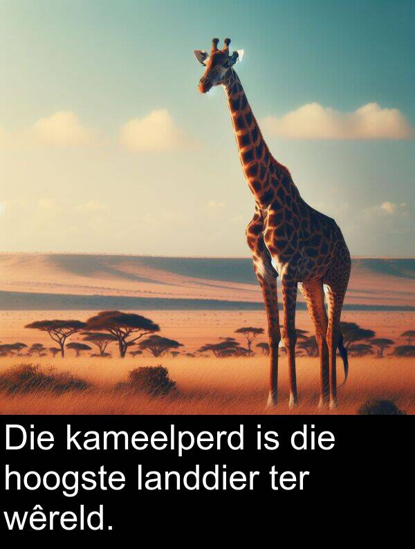 hoogste: Die kameelperd is die hoogste landdier ter wêreld.
