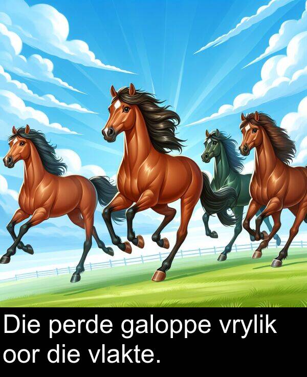 galoppe: Die perde galoppe vrylik oor die vlakte.