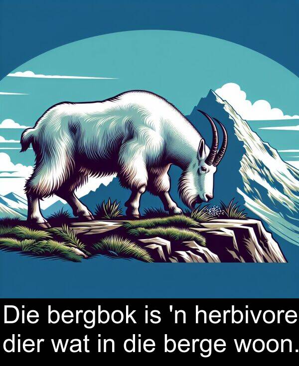 woon: Die bergbok is 'n herbivore dier wat in die berge woon.