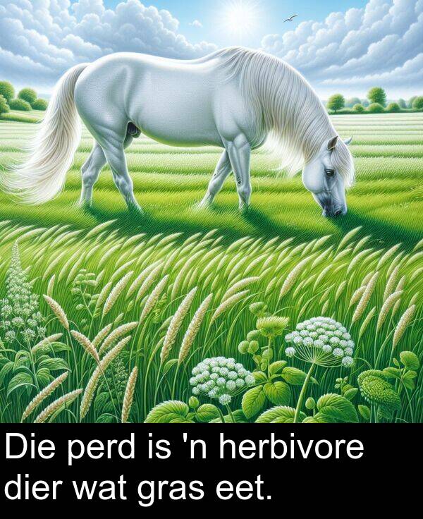 herbivore: Die perd is 'n herbivore dier wat gras eet.