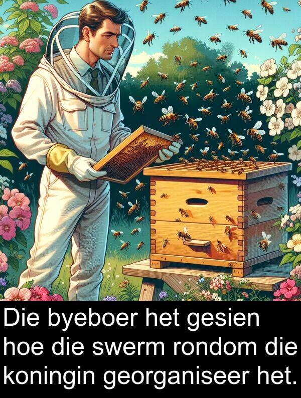 rondom: Die byeboer het gesien hoe die swerm rondom die koningin georganiseer het.