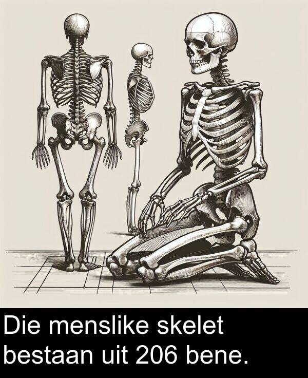 skelet: Die menslike skelet bestaan uit 206 bene.