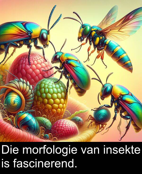 insekte: Die morfologie van insekte is fascinerend.