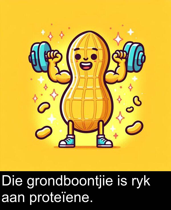 aan: Die grondboontjie is ryk aan proteïene.