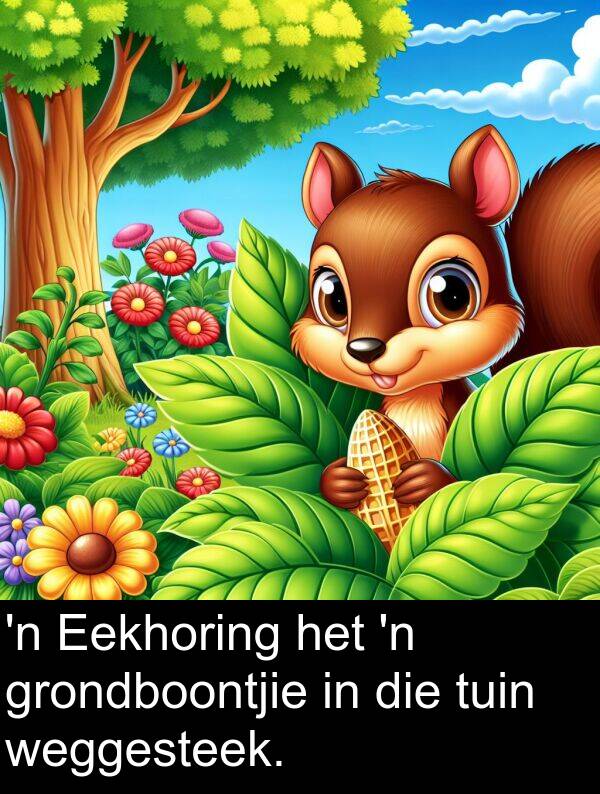 weggesteek: 'n Eekhoring het 'n grondboontjie in die tuin weggesteek.