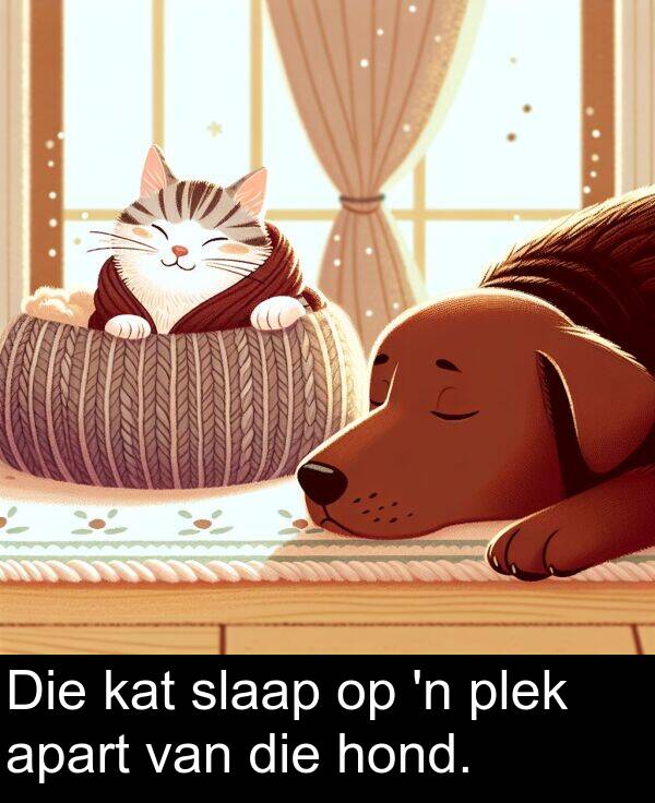 hond: Die kat slaap op 'n plek apart van die hond.
