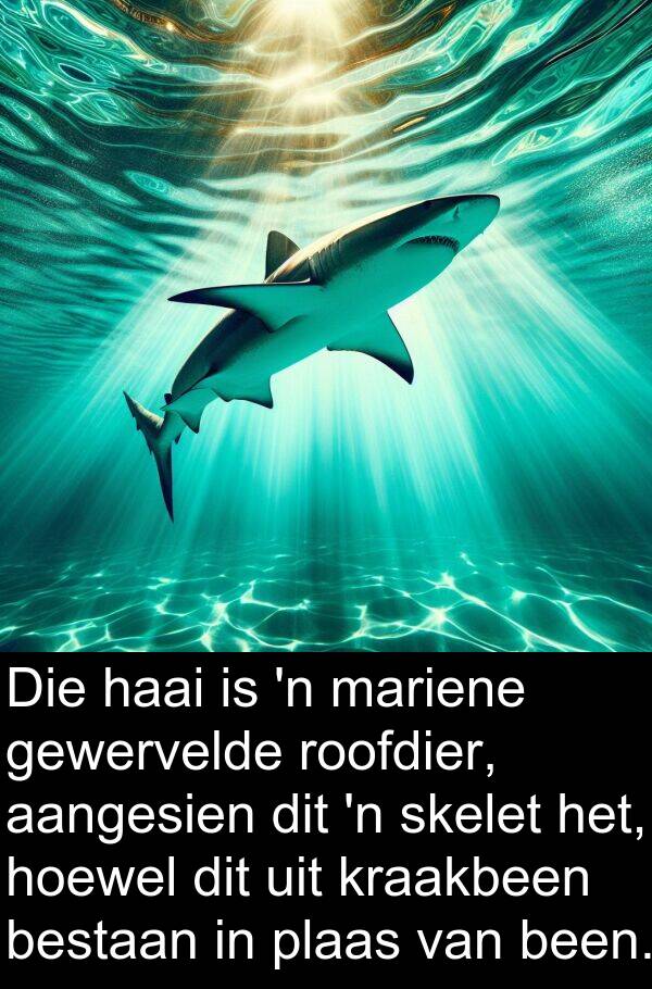 hoewel: Die haai is 'n mariene gewervelde roofdier, aangesien dit 'n skelet het, hoewel dit uit kraakbeen bestaan in plaas van been.