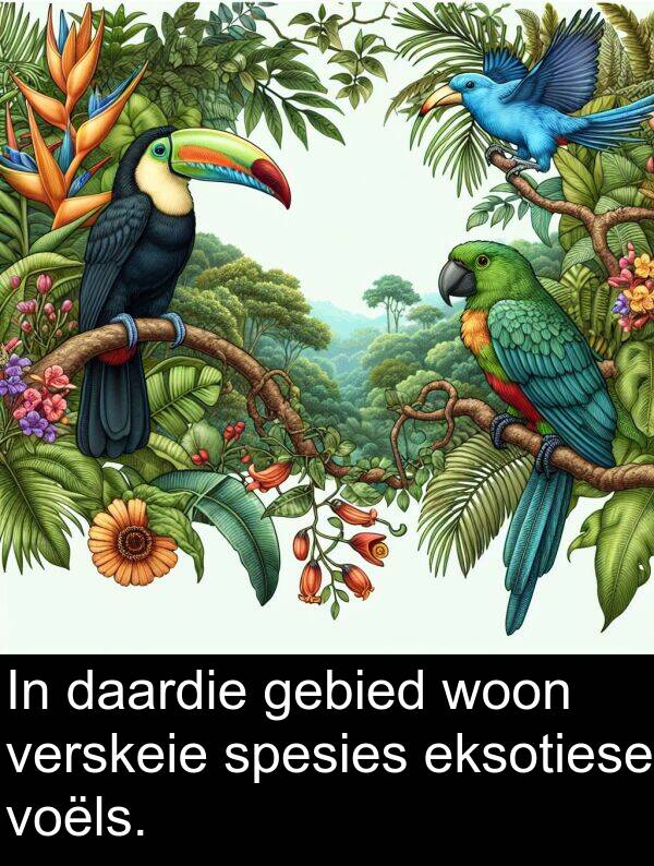 woon: In daardie gebied woon verskeie spesies eksotiese voëls.