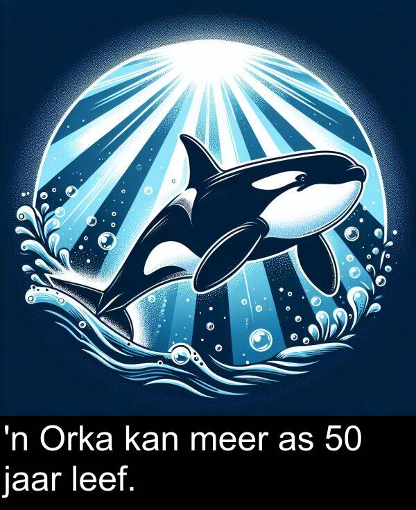 leef: 'n Orka kan meer as 50 jaar leef.