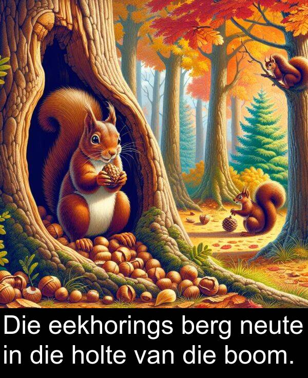 holte: Die eekhorings berg neute in die holte van die boom.