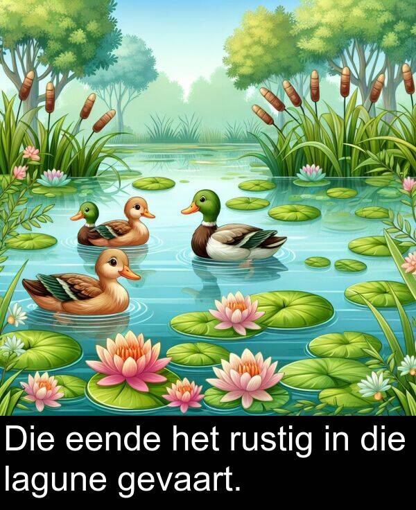 eende: Die eende het rustig in die lagune gevaart.