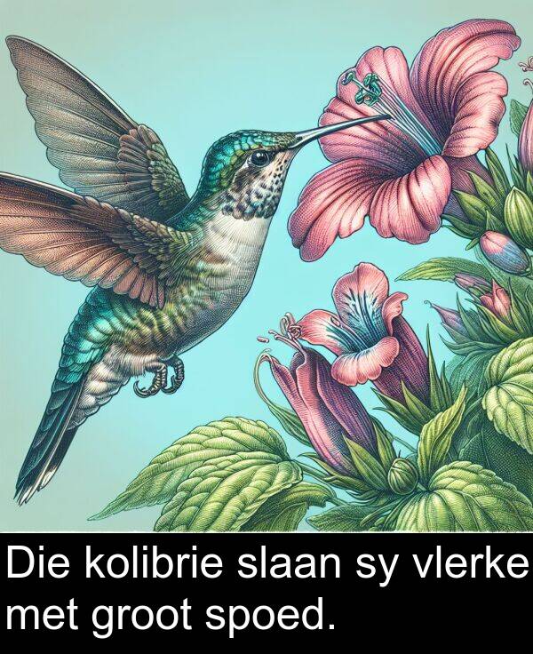 spoed: Die kolibrie slaan sy vlerke met groot spoed.