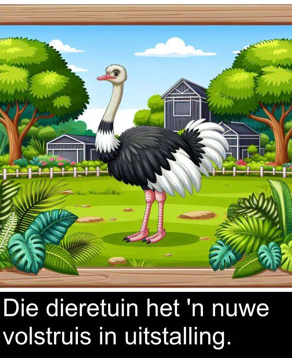 uitstalling: Die dieretuin het 'n nuwe volstruis in uitstalling.