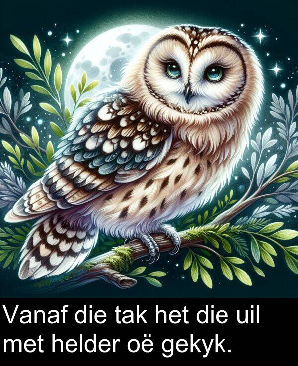 gekyk: Vanaf die tak het die uil met helder oë gekyk.
