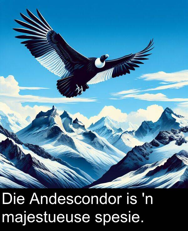 majestueuse: Die Andescondor is 'n majestueuse spesie.