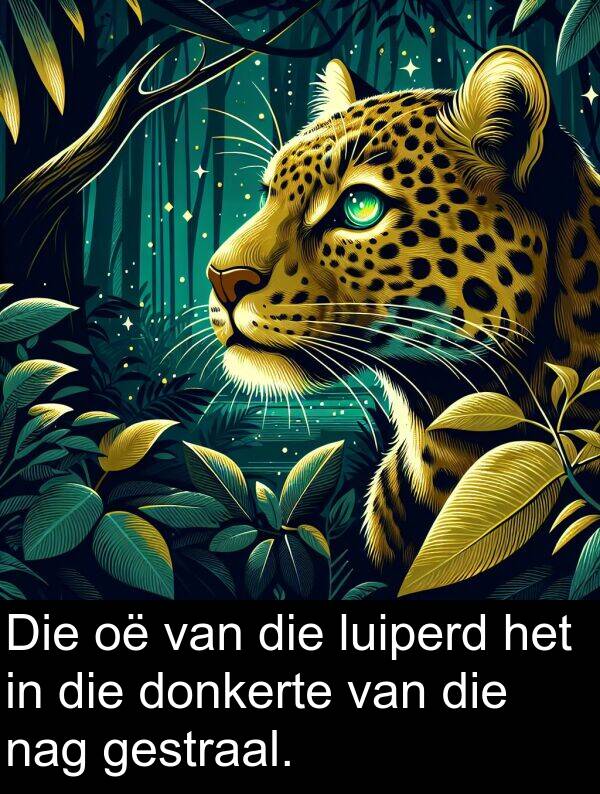 donkerte: Die oë van die luiperd het in die donkerte van die nag gestraal.