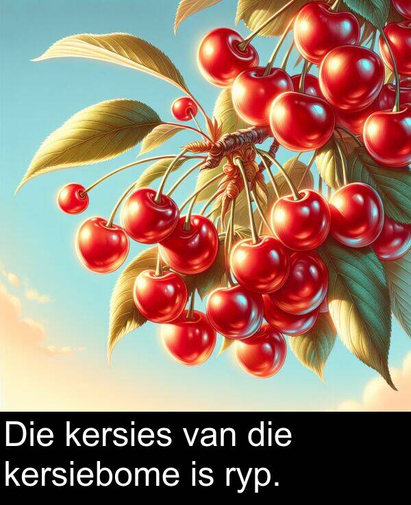 ryp: Die kersies van die kersiebome is ryp.
