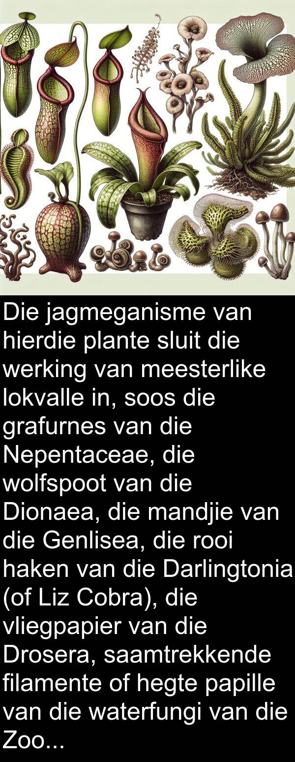 rooi: Die jagmeganisme van hierdie plante sluit die werking van meesterlike lokvalle in, soos die grafurnes van die Nepentaceae, die wolfspoot van die Dionaea, die mandjie van die Genlisea, die rooi haken van die Darlingtonia (of Liz Cobra), die vliegpapier van die Drosera, saamtrekkende filamente of hegte papille van die waterfungi van die Zoofagos-tipe.