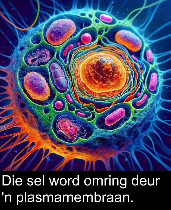 sel: Die sel word omring deur 'n plasmamembraan.