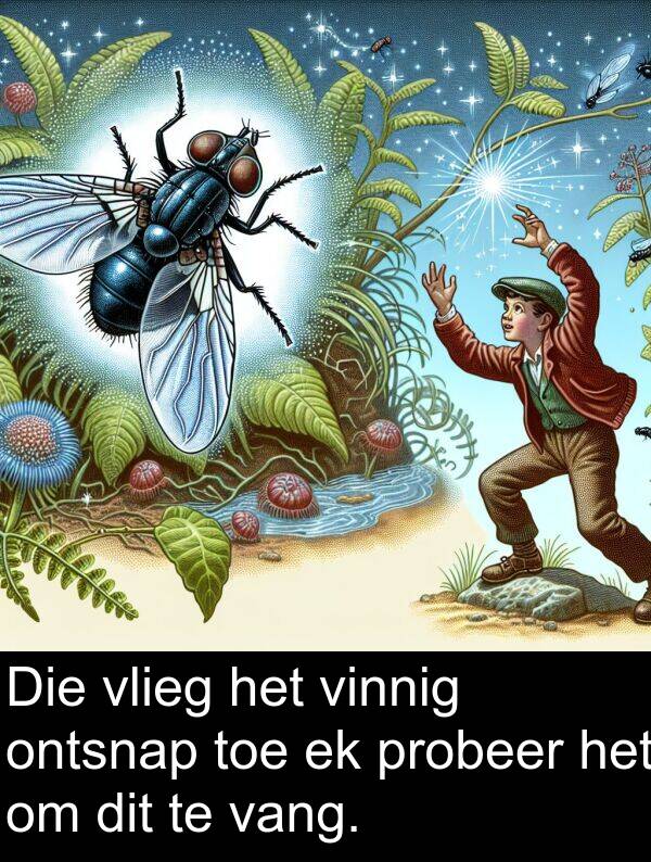 toe: Die vlieg het vinnig ontsnap toe ek probeer het om dit te vang.