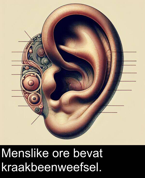 ore: Menslike ore bevat kraakbeenweefsel.
