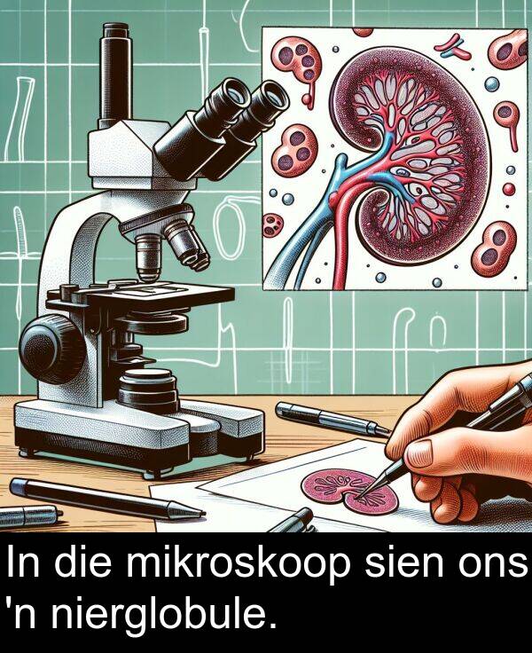 mikroskoop: In die mikroskoop sien ons 'n nierglobule.