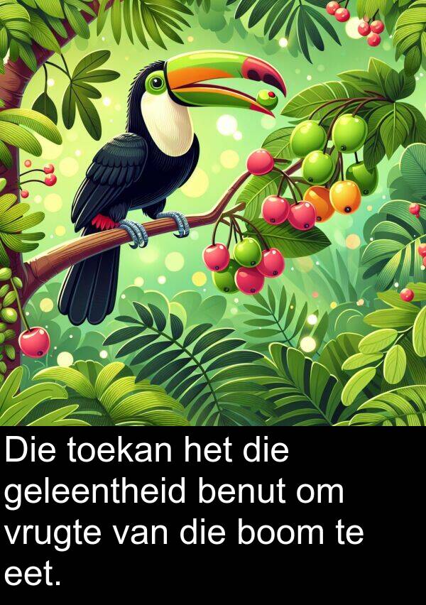 geleentheid: Die toekan het die geleentheid benut om vrugte van die boom te eet.