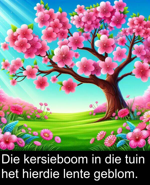 geblom: Die kersieboom in die tuin het hierdie lente geblom.