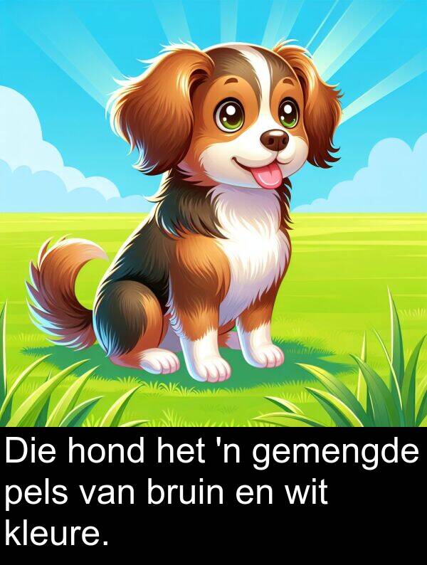 hond: Die hond het 'n gemengde pels van bruin en wit kleure.