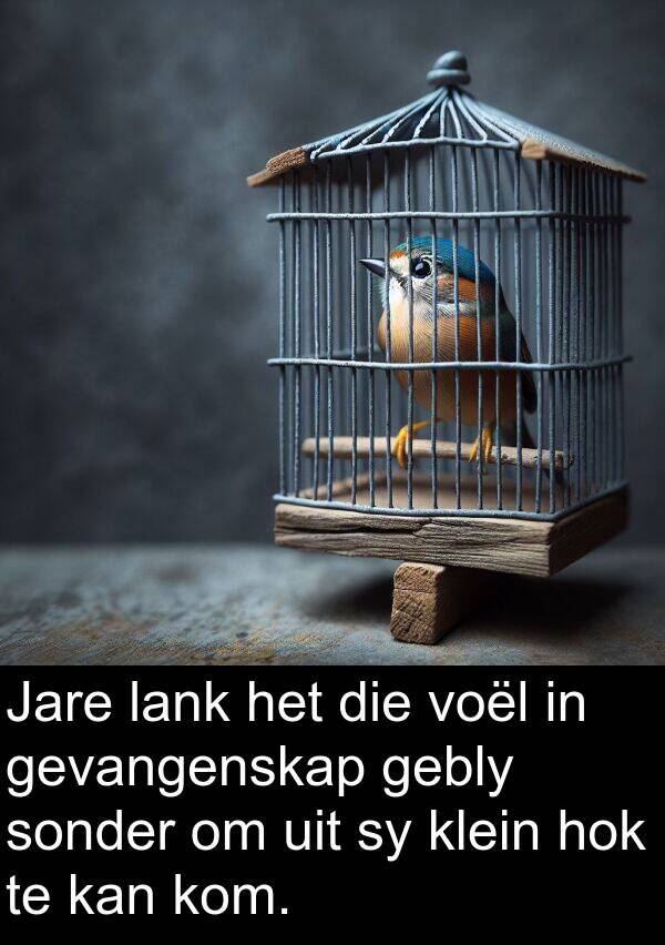 gebly: Jare lank het die voël in gevangenskap gebly sonder om uit sy klein hok te kan kom.