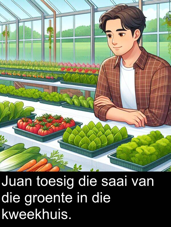 saai: Juan toesig die saai van die groente in die kweekhuis.