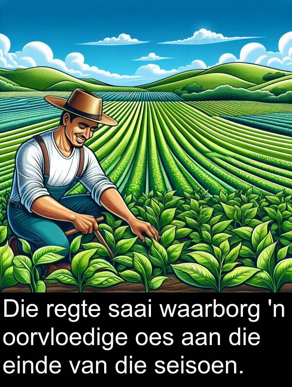regte: Die regte saai waarborg 'n oorvloedige oes aan die einde van die seisoen.