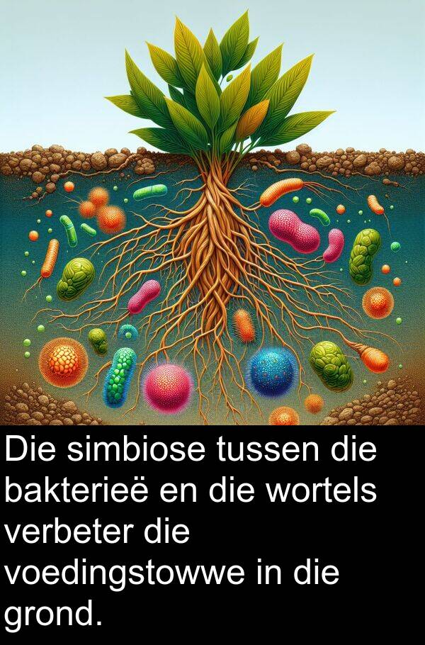 wortels: Die simbiose tussen die bakterieë en die wortels verbeter die voedingstowwe in die grond.