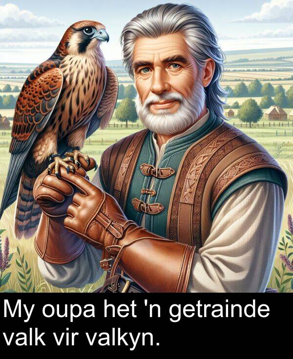 valk: My oupa het 'n getrainde valk vir valkyn.