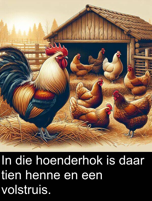 henne: In die hoenderhok is daar tien henne en een volstruis.